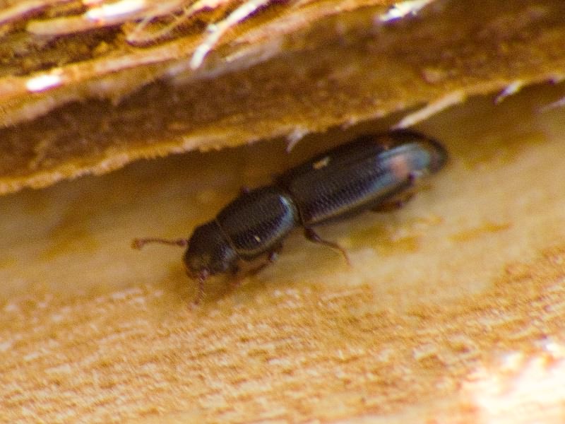 Rhizophagus bipustulatus (Fabricius, 1792)